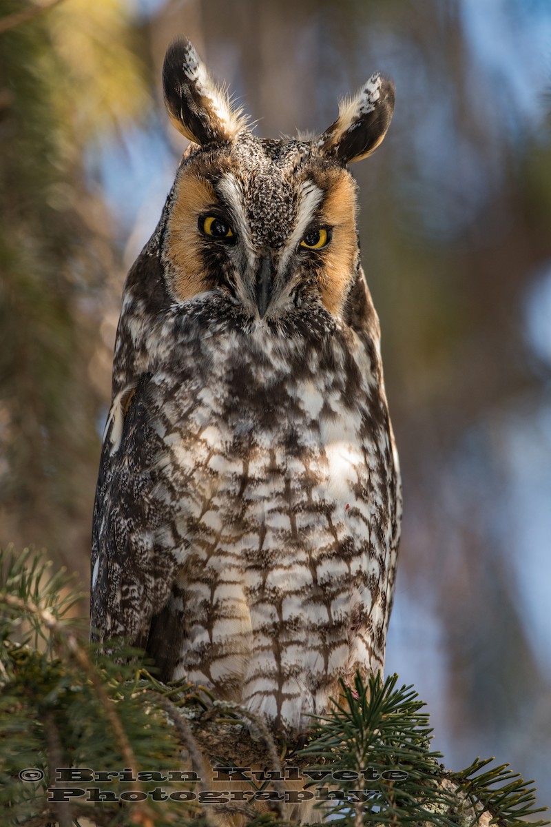 Long-eared Owl - Brian Kulvete