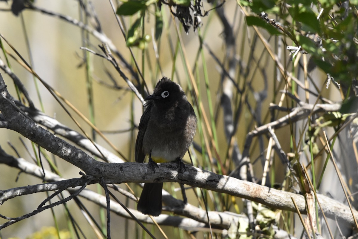 Cape Bulbul - ML485200121