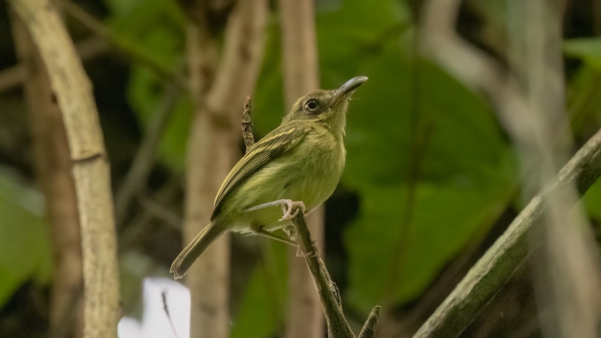 Southern Bentbill - ML485200411