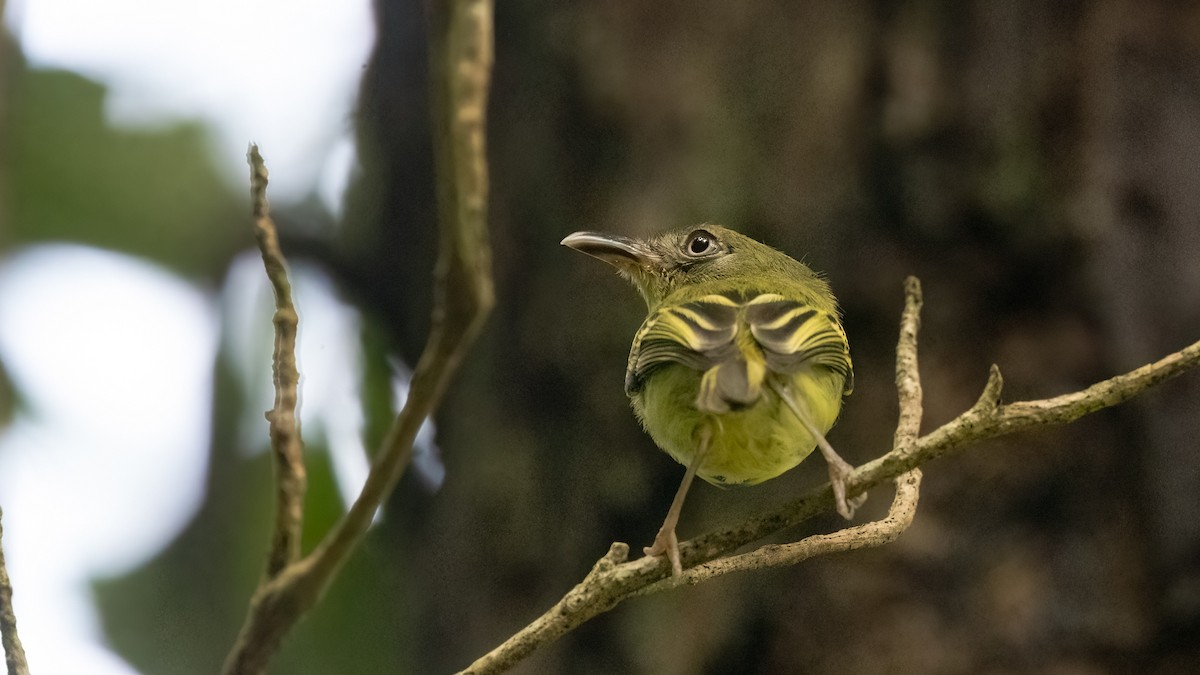 Southern Bentbill - Robert Tizard