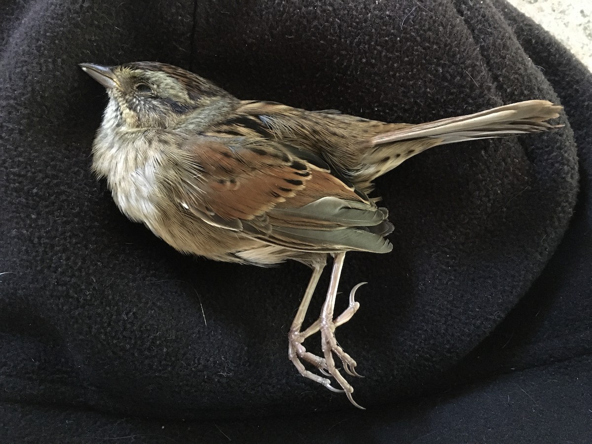 Swamp Sparrow - ML485201031