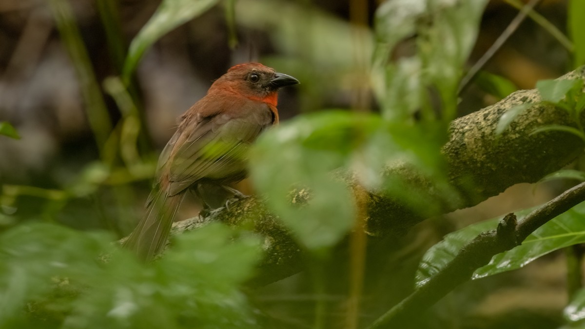 Red-throated Ant-Tanager (Red-throated) - Robert Tizard