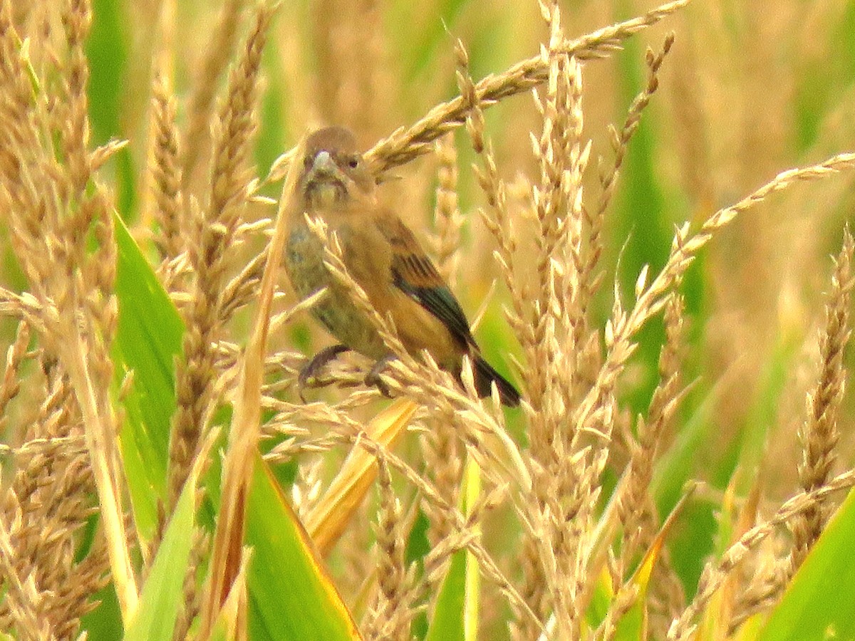 Indigo Bunting - ML485201721