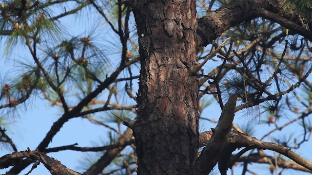 Red-cockaded Woodpecker - ML485202