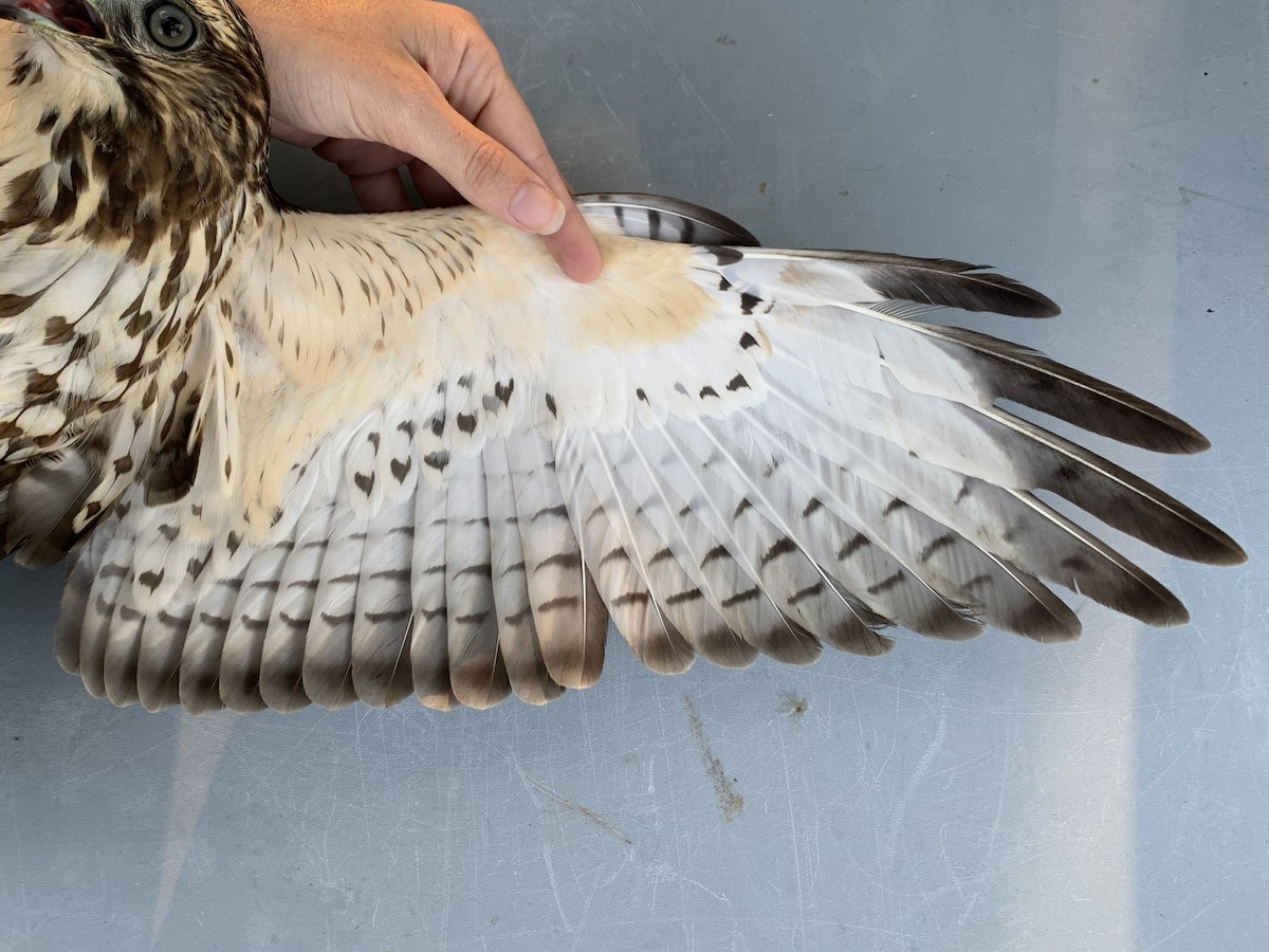 Broad-winged Hawk - ML485202221