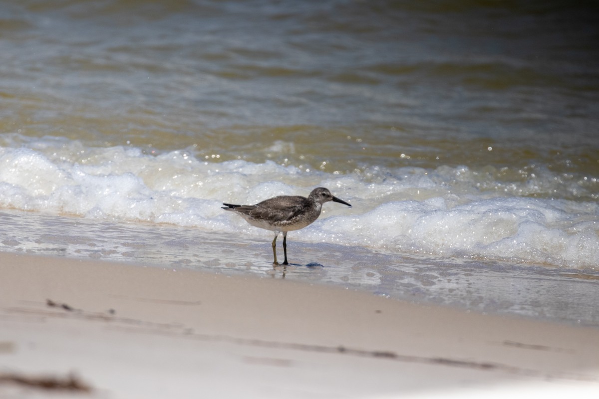 Red Knot - ML485202611