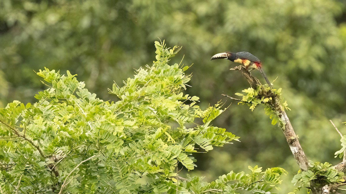 Collared Aracari (Collared) - ML485202821