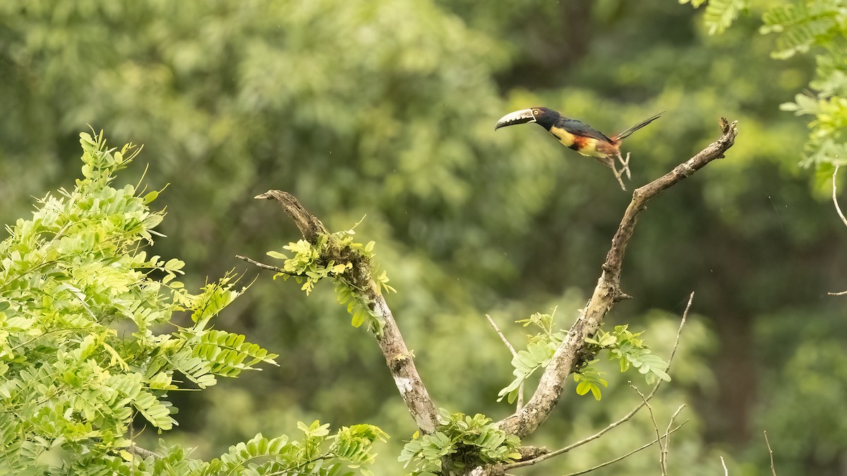 Collared Aracari (Collared) - ML485202921