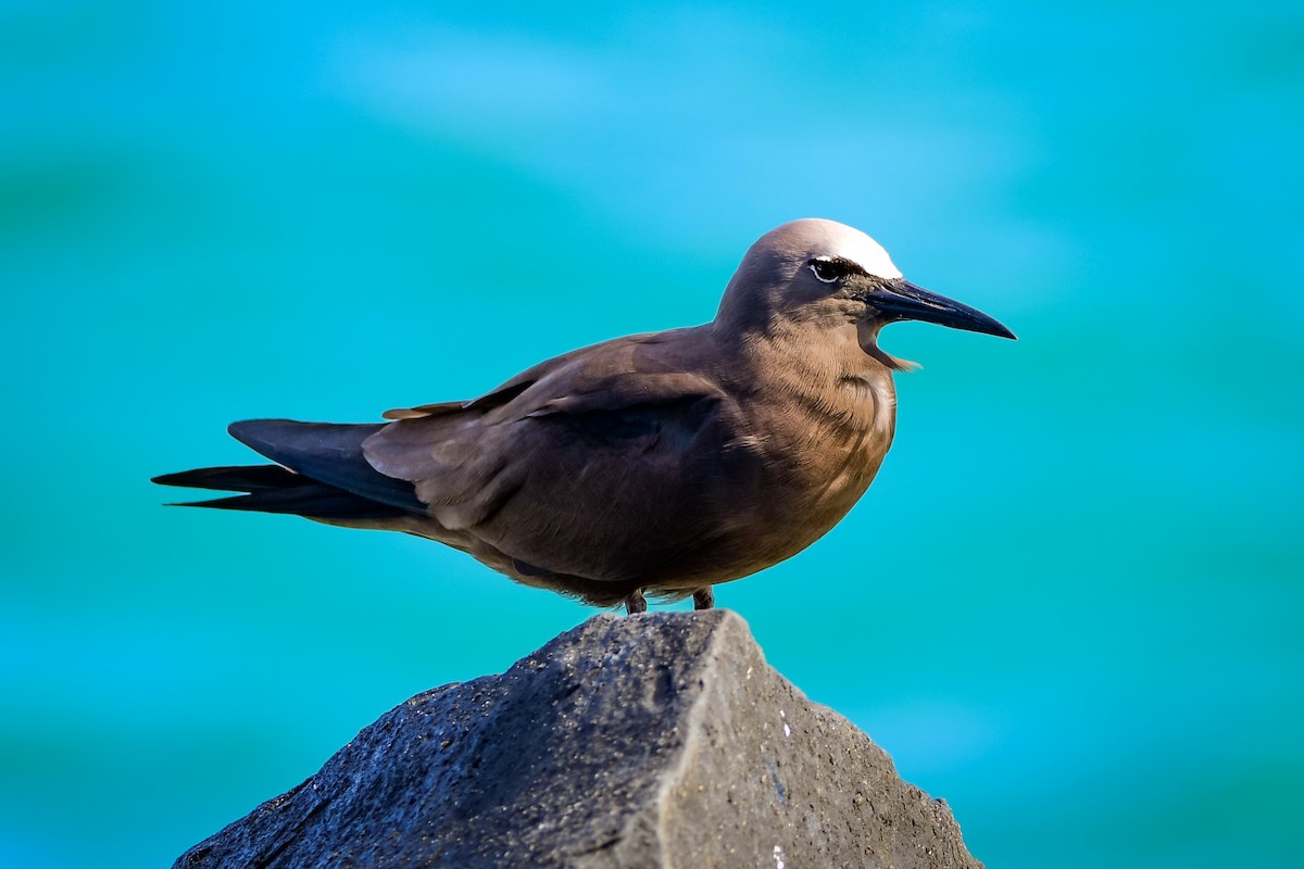 Brown Noddy - ML485203661