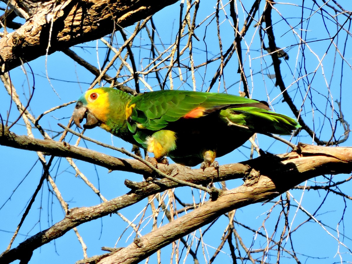 Turquoise-fronted Parrot - ML485206111