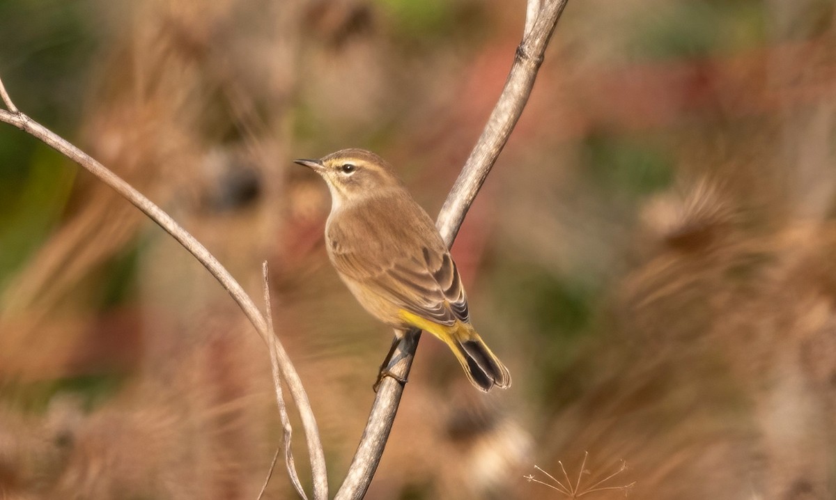 Palm Warbler - Cara Young