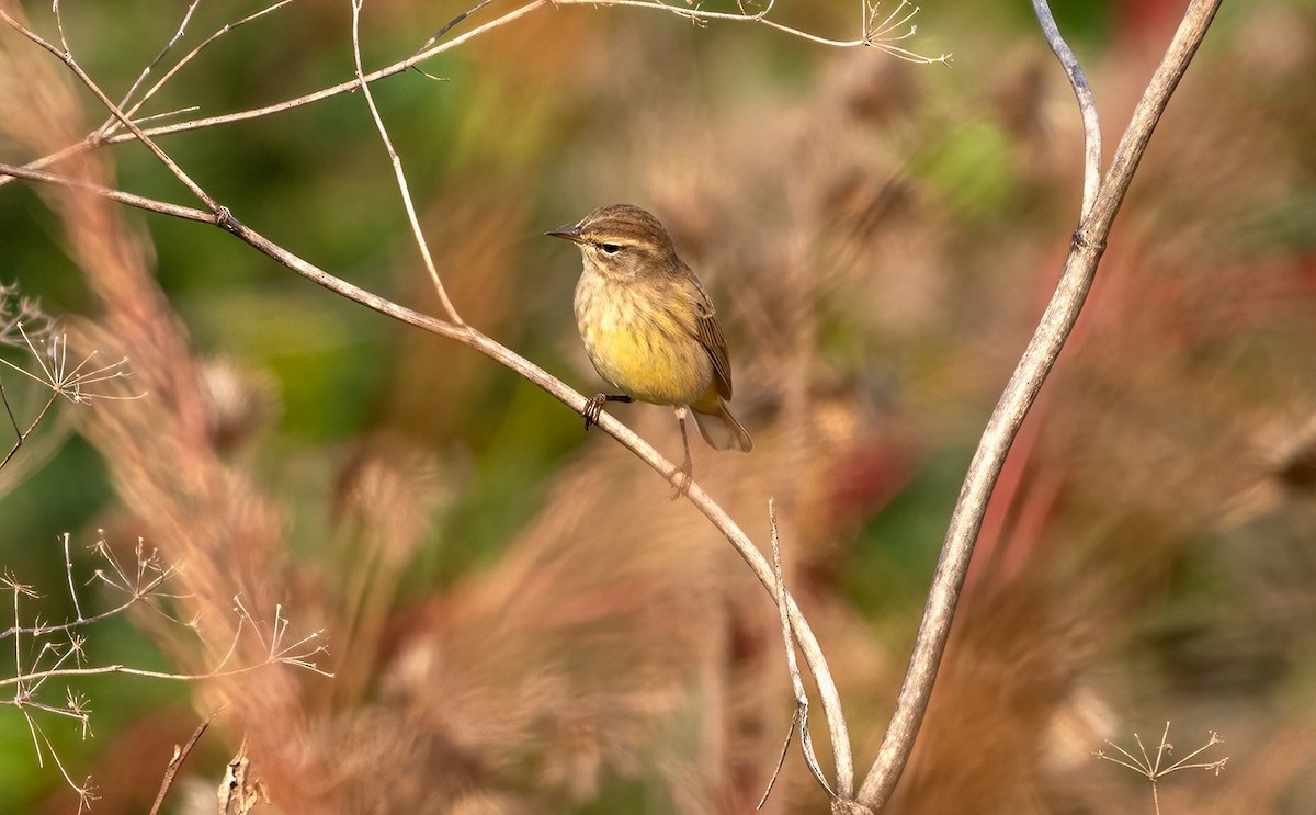 Palm Warbler - Cara Young