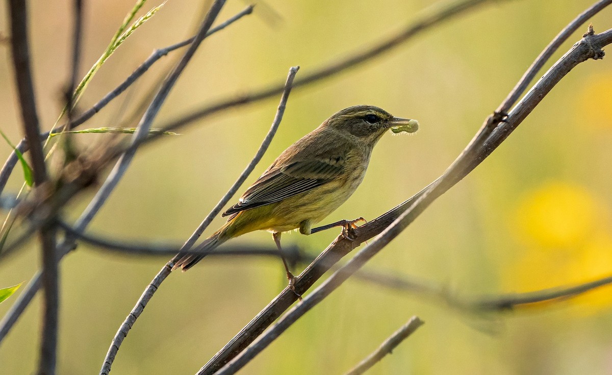 Palm Warbler - Cara Young