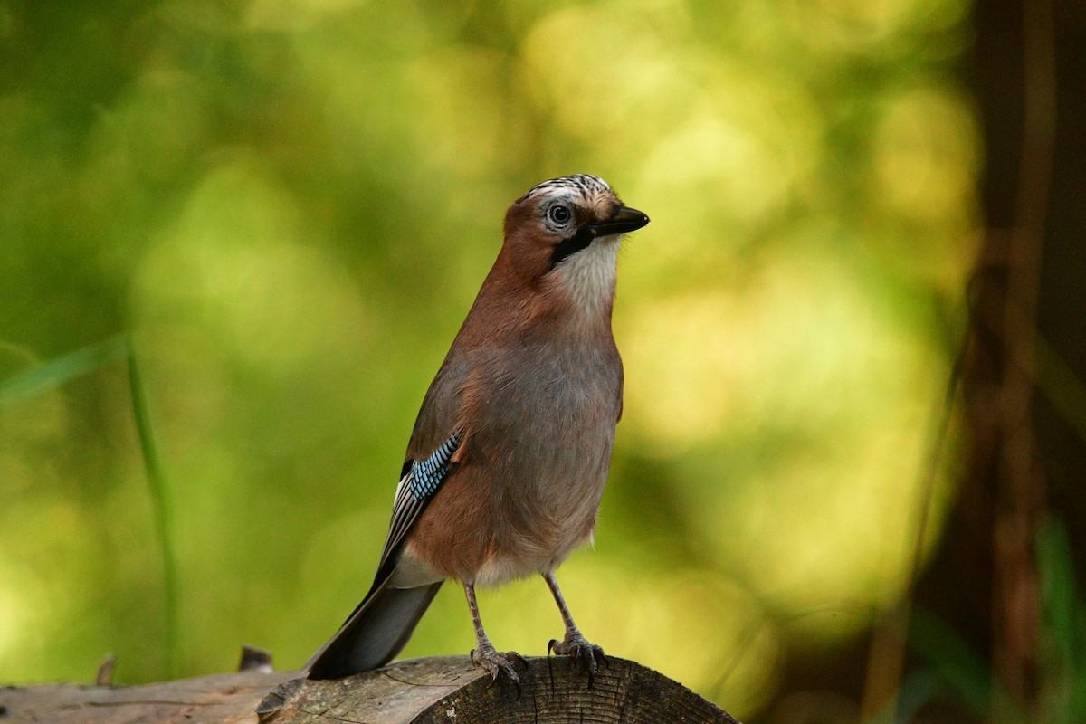 Eurasian Jay - Ann Saetnan