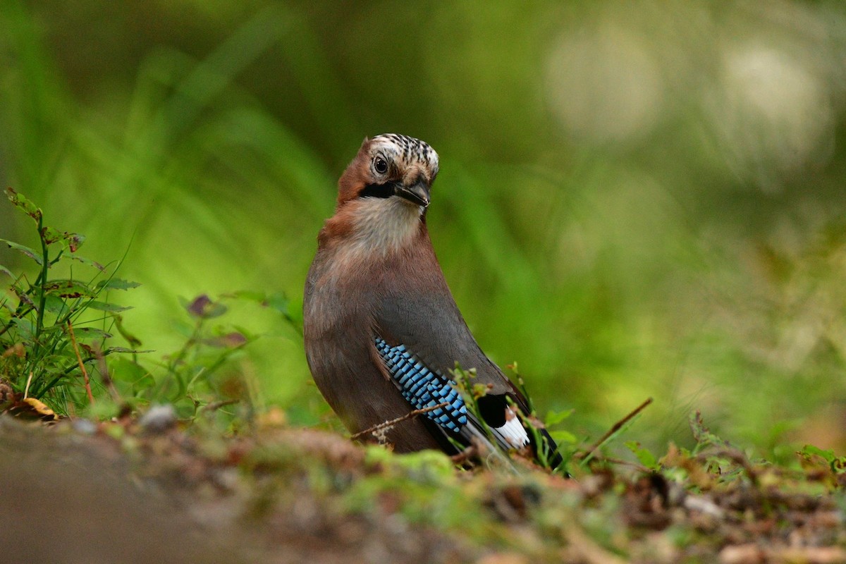 Eurasian Jay - ML485208791