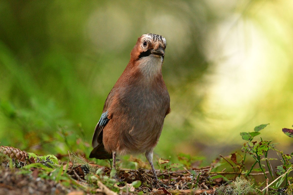 Eurasian Jay - ML485208811