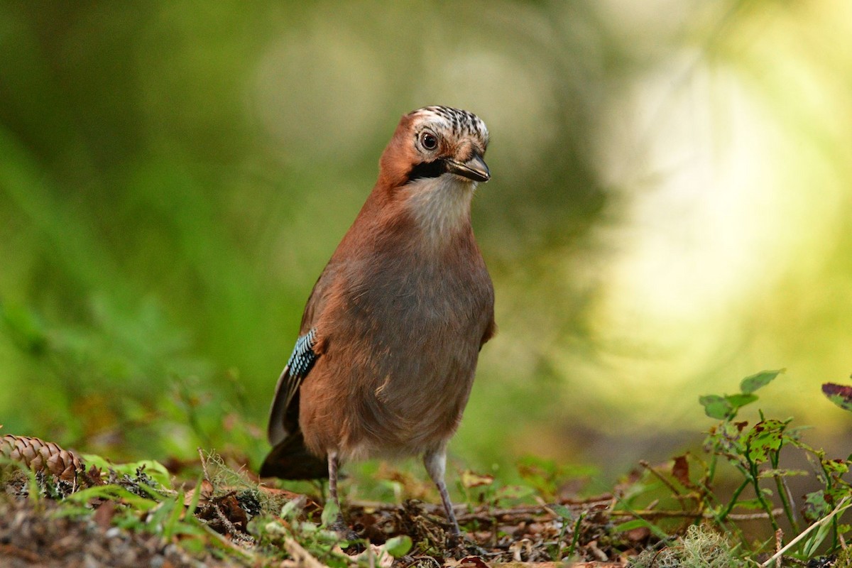 Eurasian Jay - ML485208841