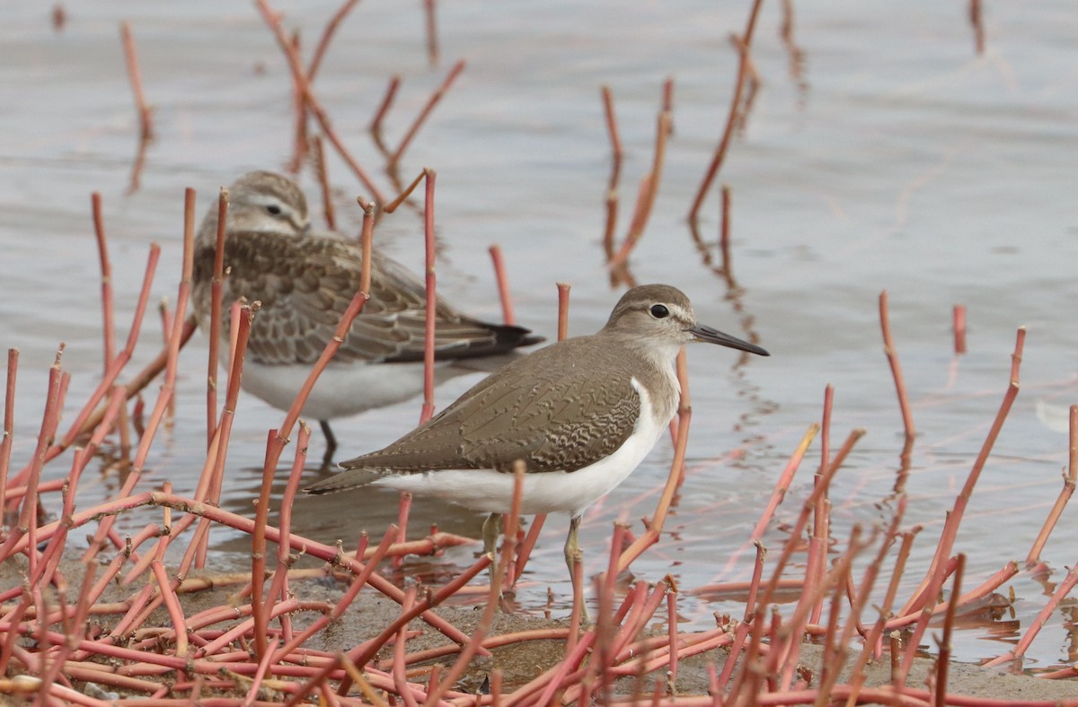 Common Sandpiper - ML485210161