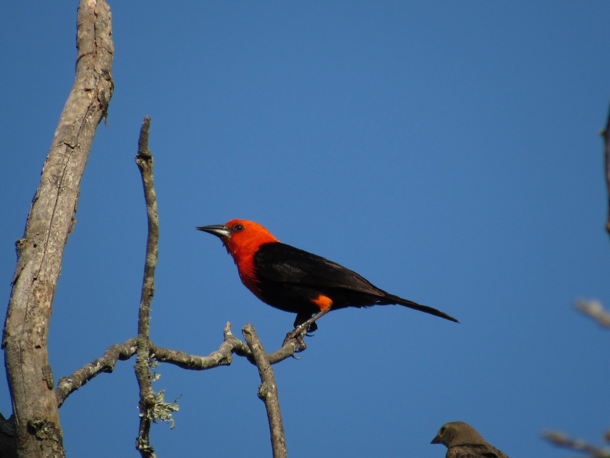 Scarlet-headed Blackbird - ML485210211