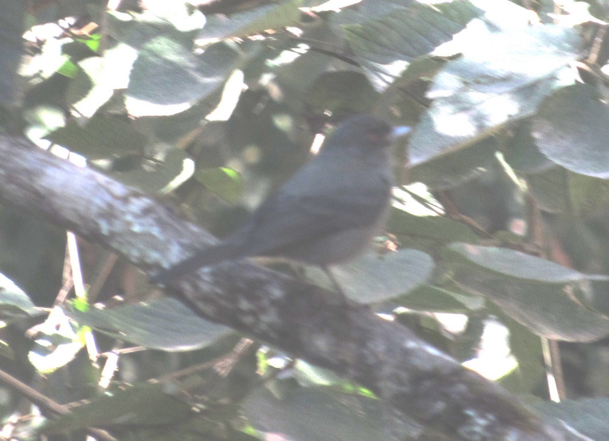 Plumbeous Black-Tyrant - samuel olivieri bornand