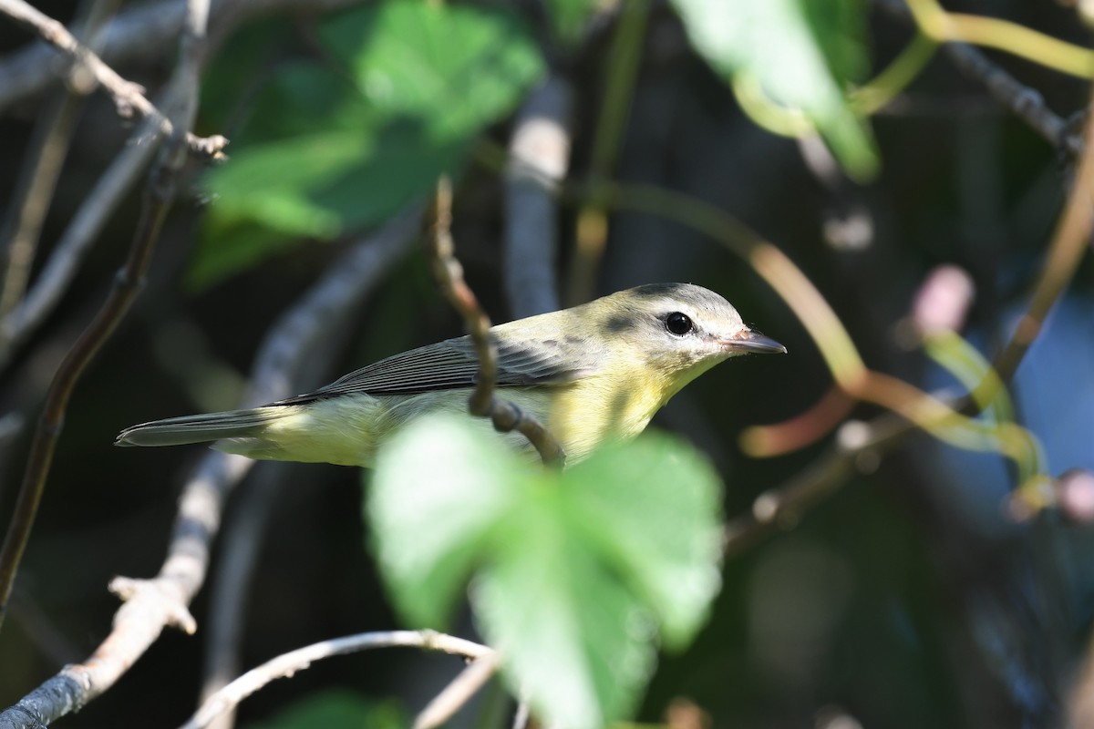 Philadelphia Vireo - ML485211031