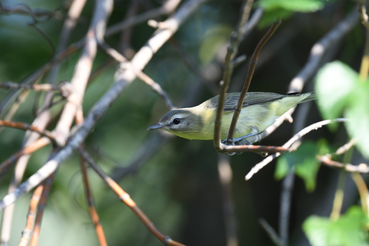 Philadelphia Vireo - ML485211061