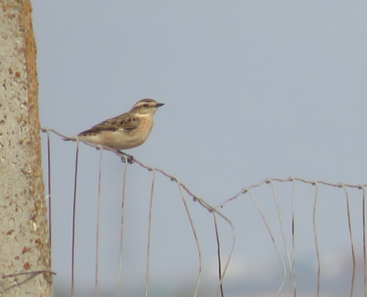 Whinchat - ML485212881