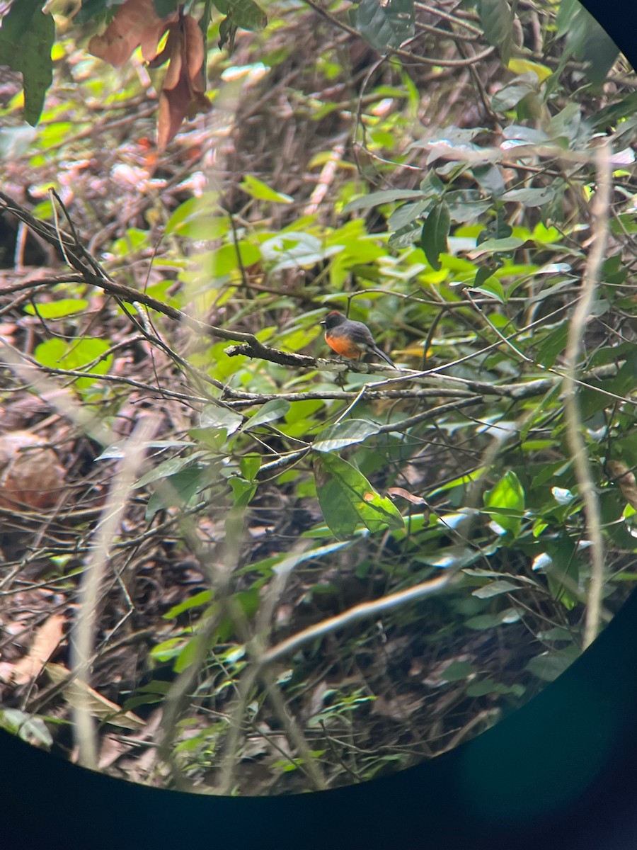 Slate-throated Redstart - ML485213011