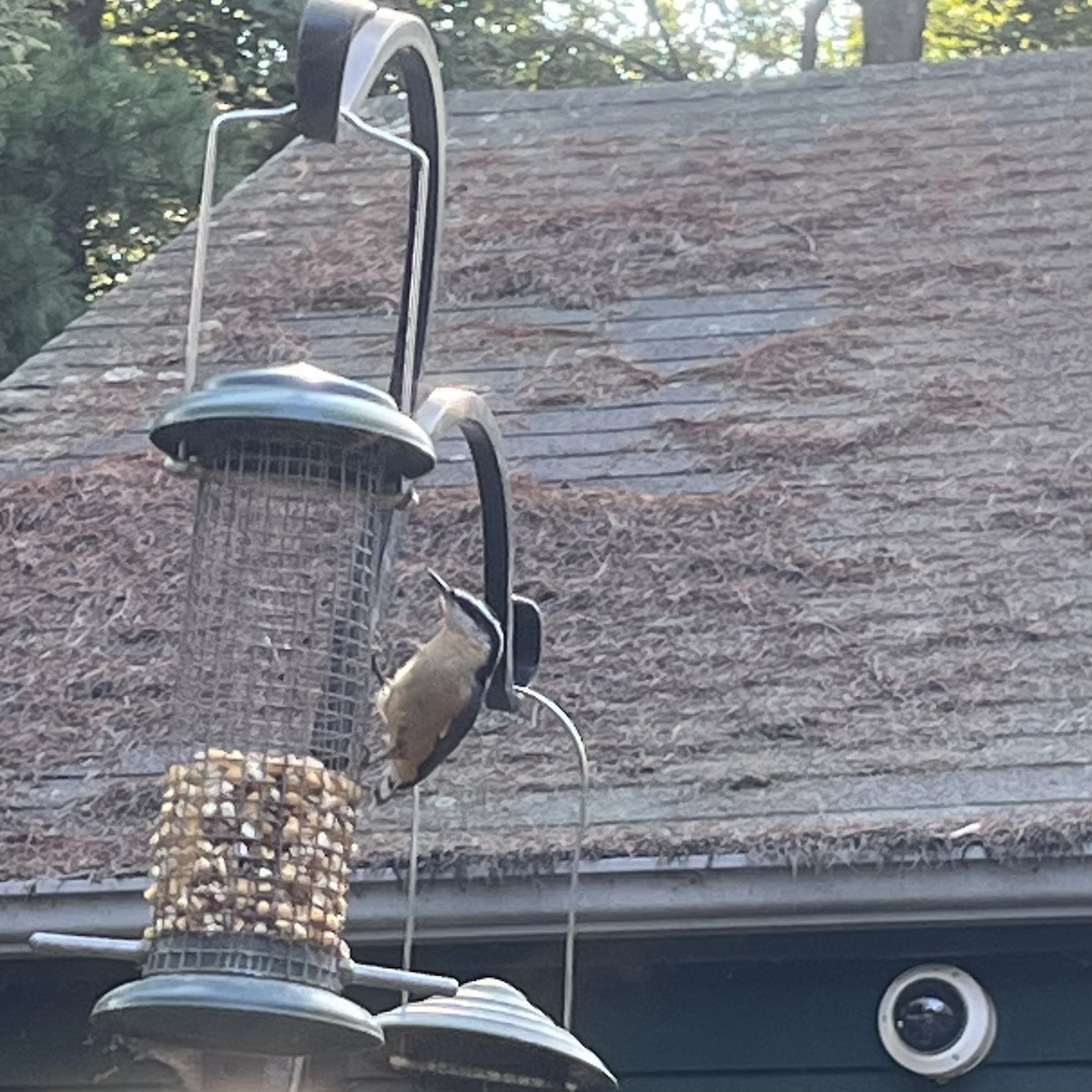 Red-breasted Nuthatch - ML485213131