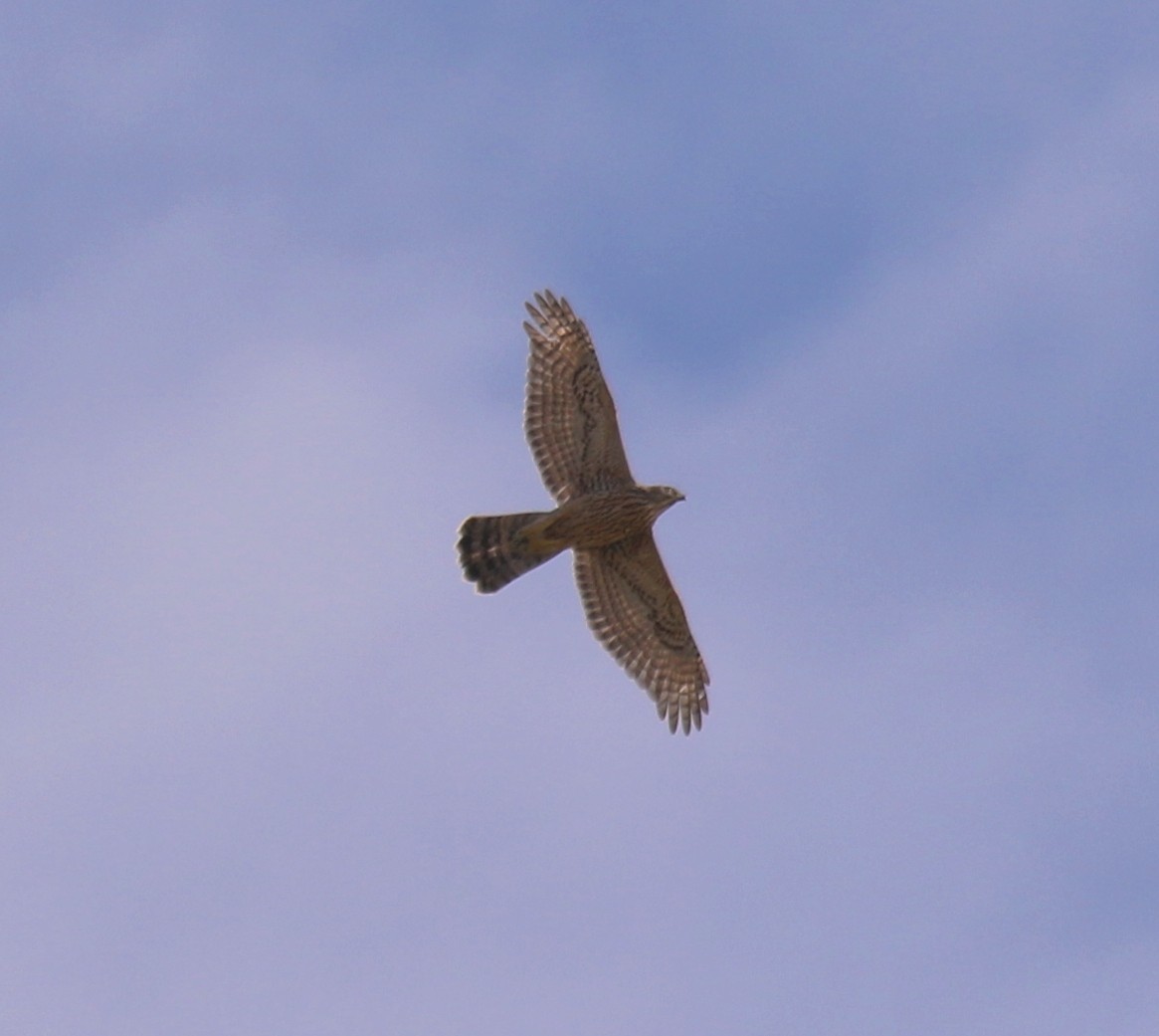 Eurasian Goshawk - ML485213151