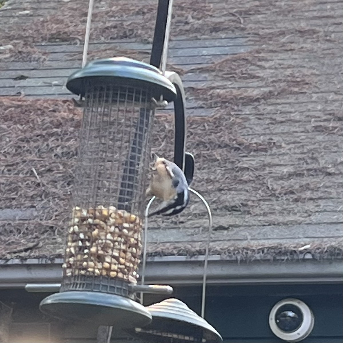 Red-breasted Nuthatch - ML485213201