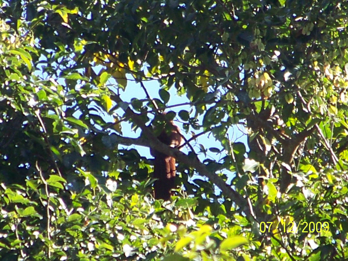 Squirrel Cuckoo - ML485213231