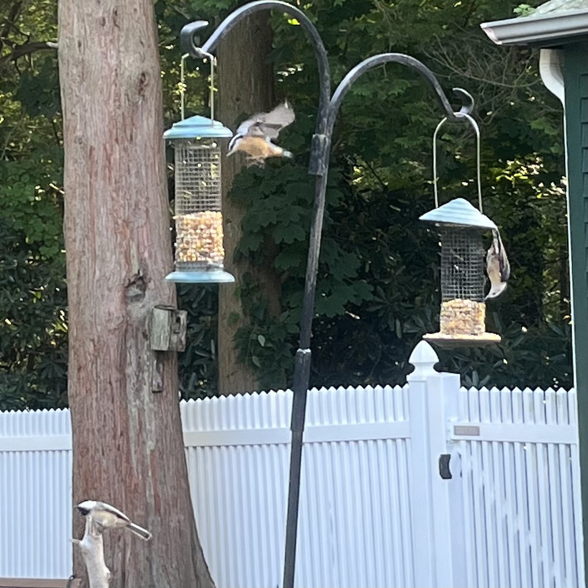 Red-breasted Nuthatch - ML485213281