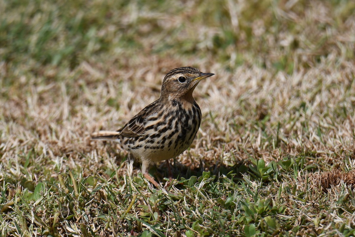 Red-throated Pipit - ML485213481