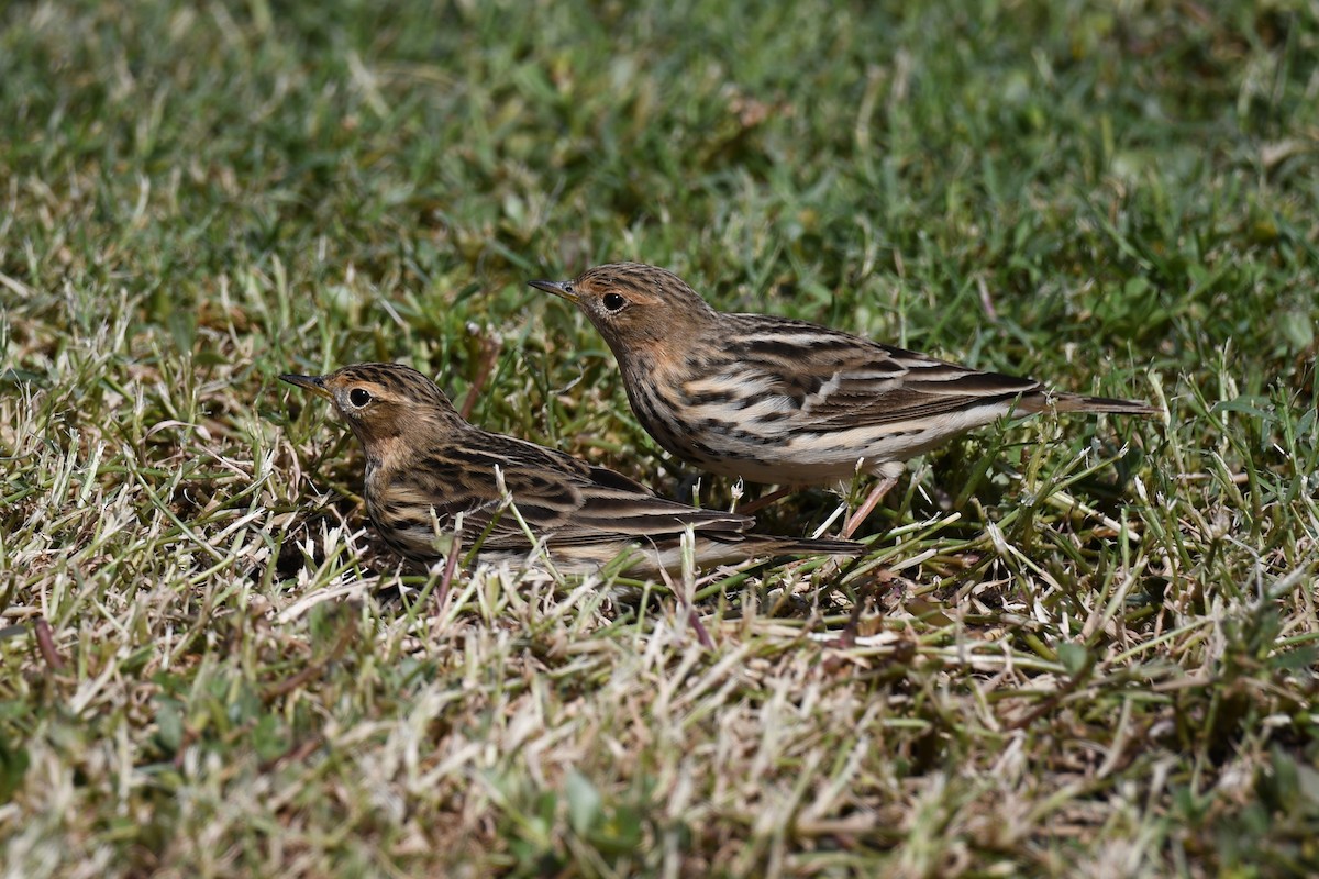 Red-throated Pipit - ML485213491