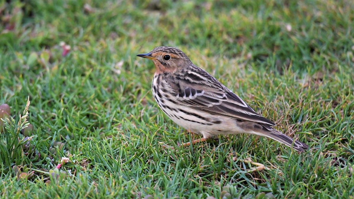 Red-throated Pipit - ML485213501