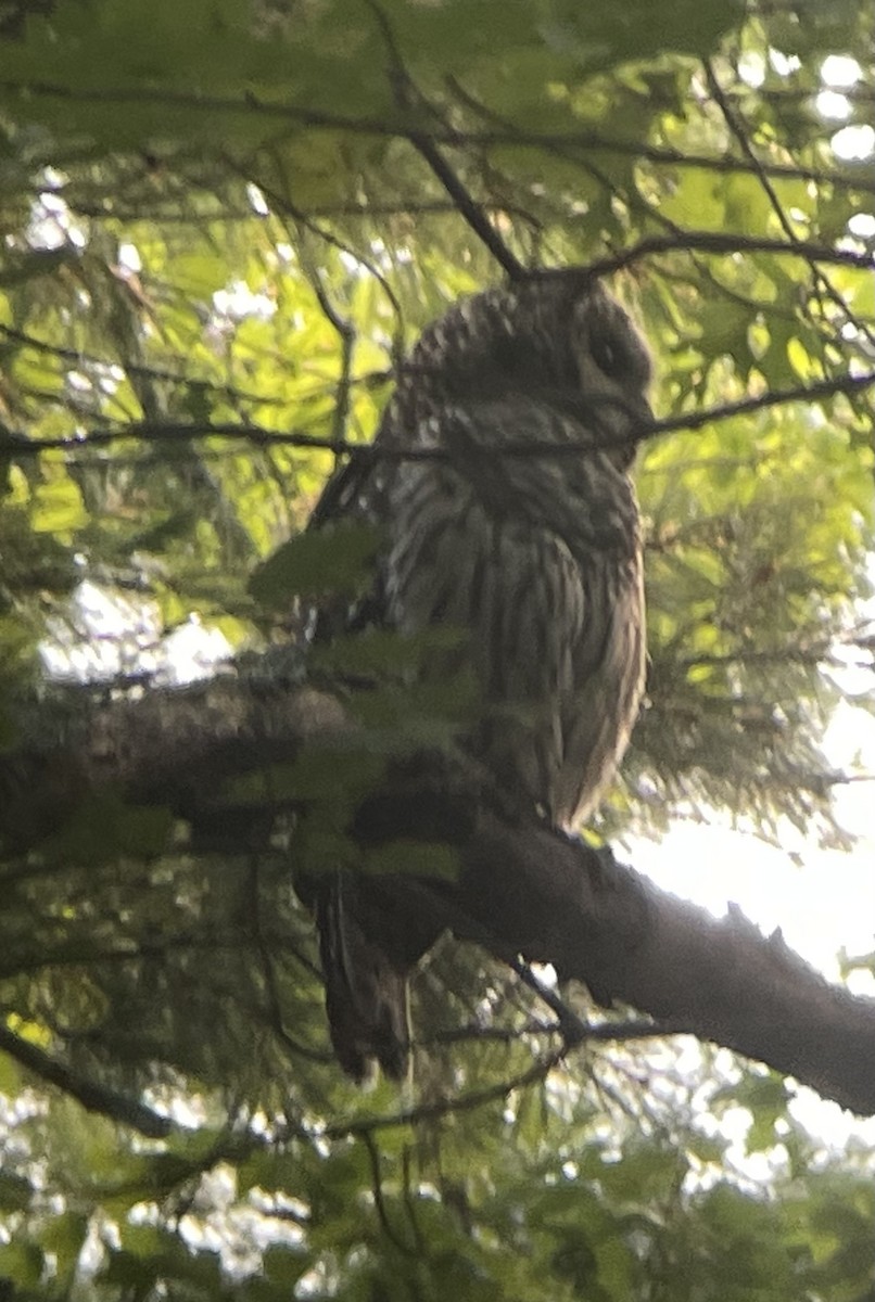 Barred Owl - ML485213581