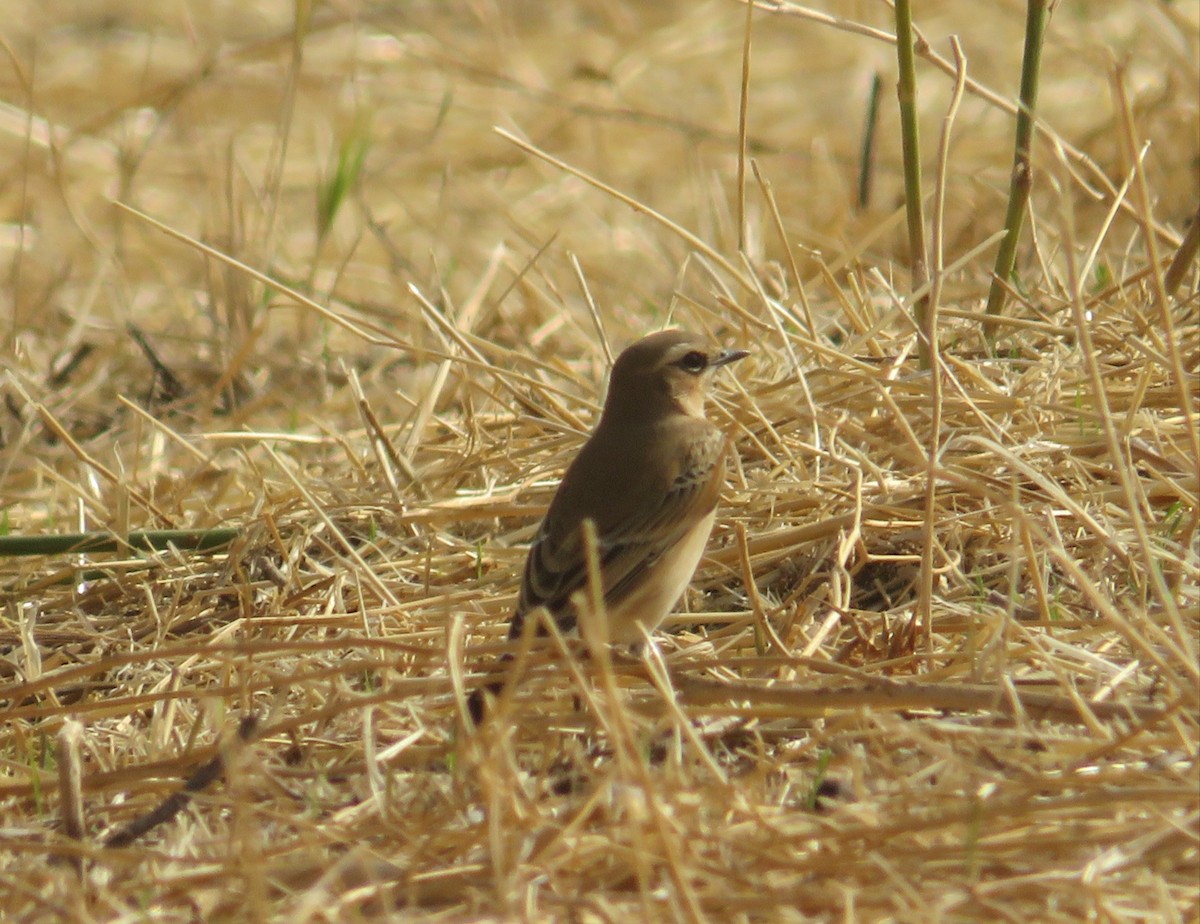 Northern Wheatear - C G E