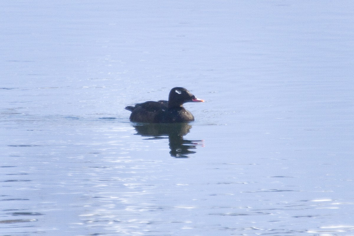 White-winged Scoter - ML48521421