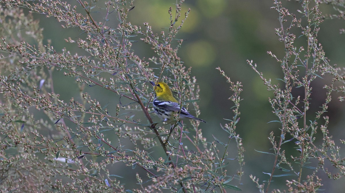 Black-throated Green Warbler - ML485214941