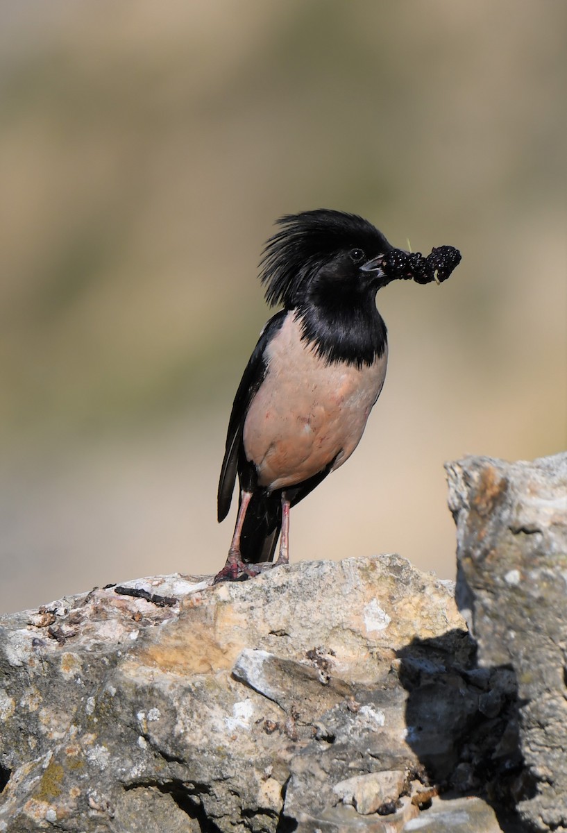 Rosy Starling - ML485215131