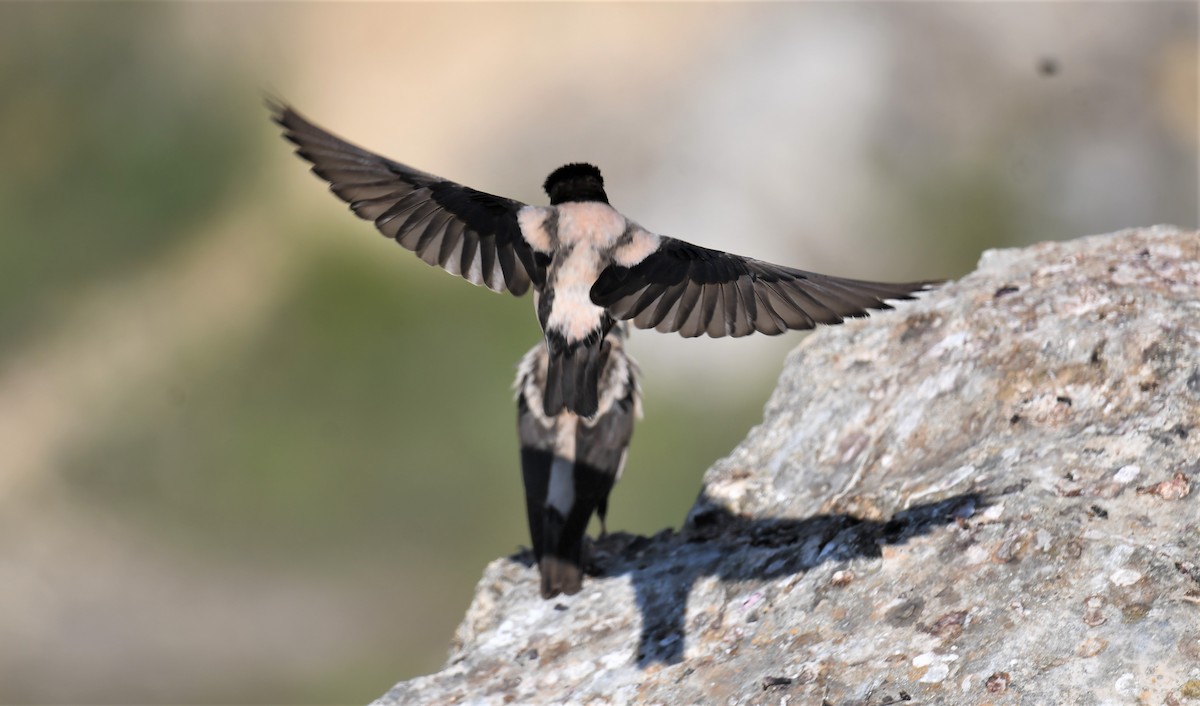 Rosy Starling - Viorel-Ilie ARGHIUS