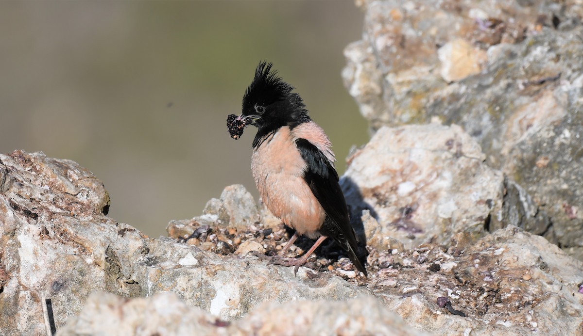 Rosy Starling - Viorel-Ilie ARGHIUS