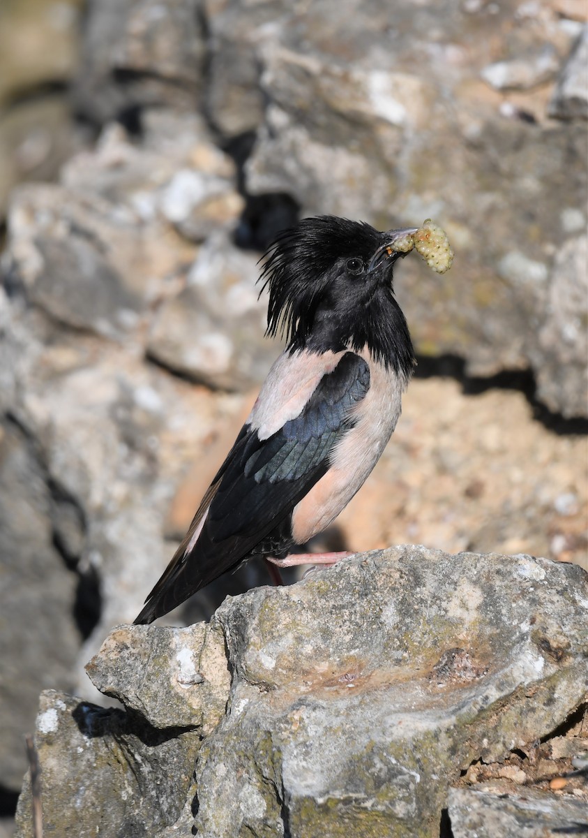 Rosy Starling - ML485215161