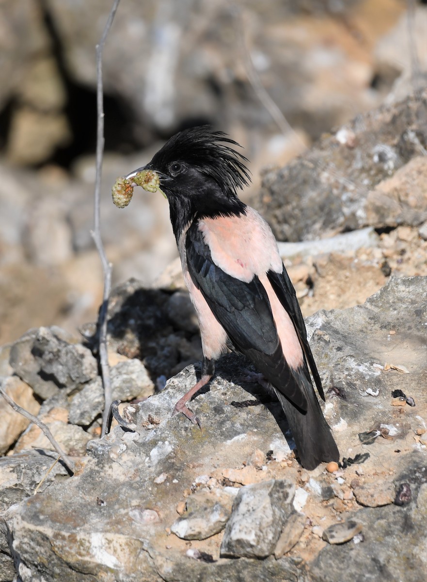 Rosy Starling - ML485215171