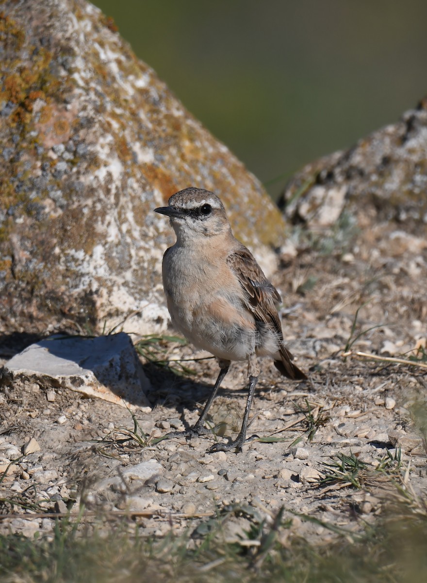 Isabelline Wheatear - ML485215231