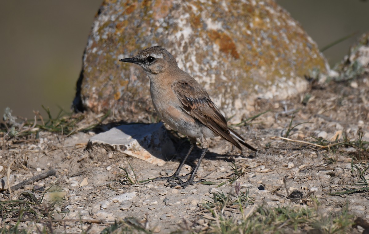 Isabelline Wheatear - ML485215241