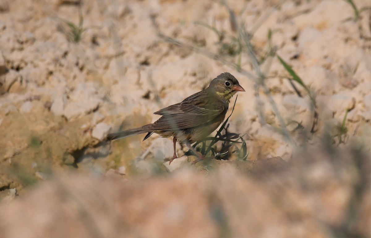 Ortolan Bunting - ML485215311