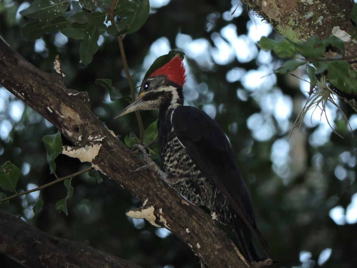 Lineated Woodpecker - ML485216091
