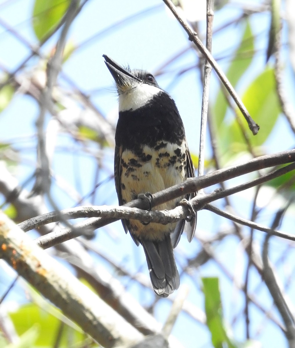 Sooty-capped Puffbird - ML485216501